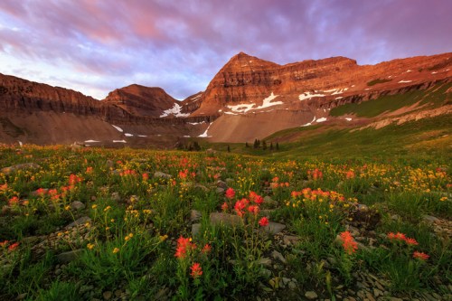 A vibrant mountain landscape at sunset, featuring colorful wildflowers in the foreground and rugged peaks in the background.