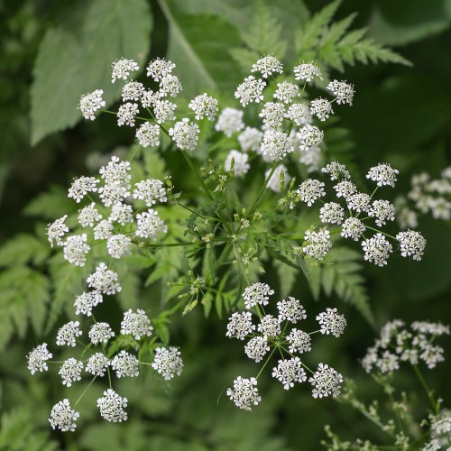 A cluster of small white flowers surrounded by green foliage, creating a delicate and intricate floral pattern.