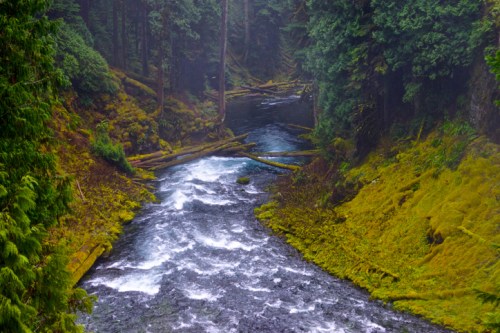 A serene river flows through a lush, green forest, surrounded by moss-covered rocks and fallen trees.