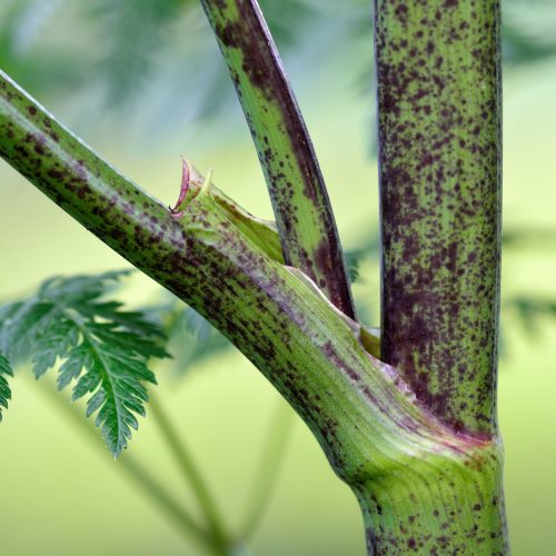 Close-up of a green plant stem with purple speckles and a fresh cut, surrounded by green foliage.