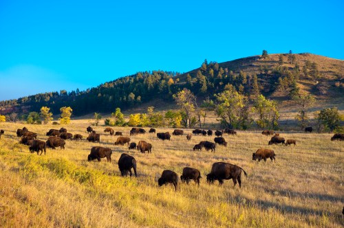 A herd of bison grazes in a grassy field with rolling hills and trees under a clear blue sky.