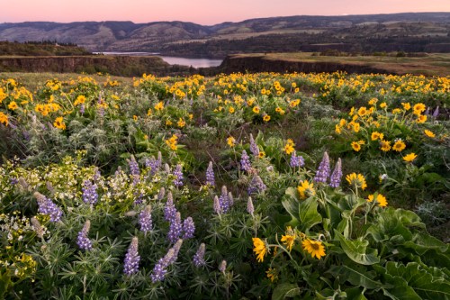 A vibrant field of wildflowers in bloom, with yellow and purple flowers against a backdrop of rolling hills and a river.