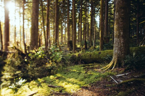A sunlit forest scene with tall trees, moss-covered ground, and soft, dappled light filtering through the foliage.