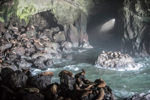 Seals resting on rocky shores inside a misty cave, with water gently flowing around them.