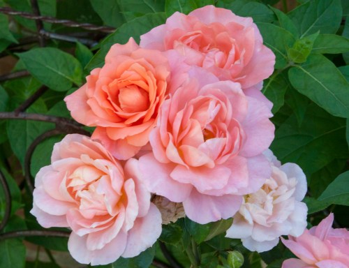 A cluster of soft pink and peach roses surrounded by green leaves.