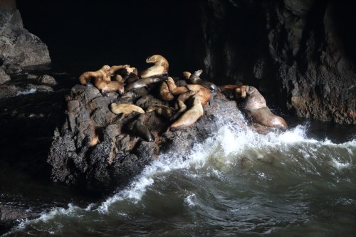 A group of sea lions resting on a rocky outcrop, with waves crashing around them in a dark coastal cave.