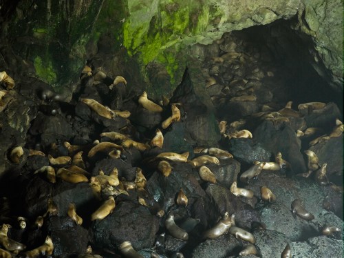 A rocky cave filled with numerous sea lions resting on the stones, illuminated by soft, natural light.
