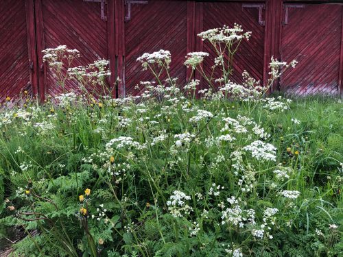 A lush patch of white flowering plants in front of a red wooden wall. Green grass and small yellow flowers are visible.