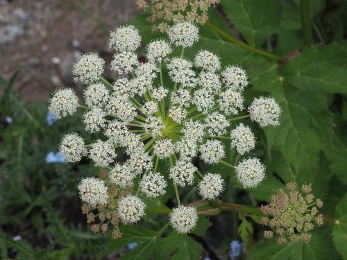 A close-up of a cluster of white flowers with small, delicate blooms surrounded by green foliage.