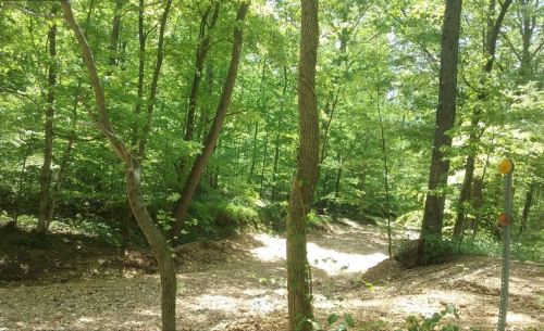 Lush green forest with trees and a clear path, sunlight filtering through the leaves.
