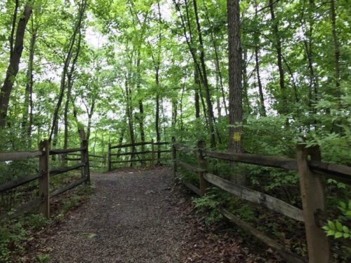 A serene forest path surrounded by lush green trees and wooden fencing, inviting exploration.