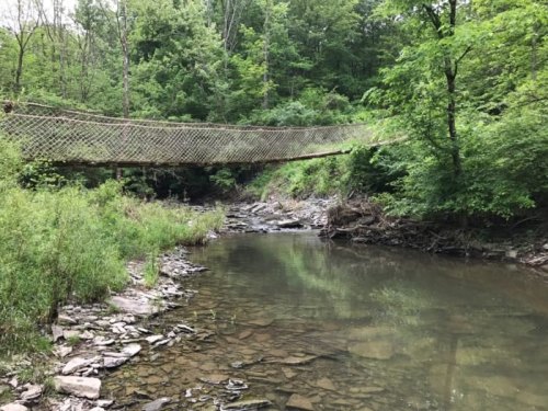 A rope bridge spans a creek surrounded by lush greenery and rocky banks in a serene forest setting.