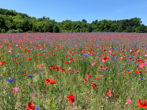 A vibrant field of red poppies and blue cornflowers under a clear blue sky, surrounded by lush green trees.