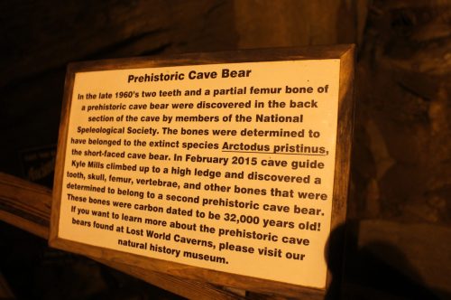 Sign about the prehistoric cave bear, detailing its discovery and significance at Lost World Caverns.