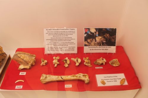Display of ancient bones, including a skull and femur, with information about their discovery in West Virginia.