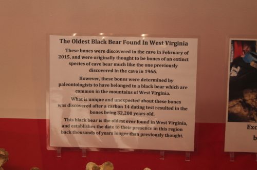 Sign about the oldest black bear bones found in West Virginia, detailing their discovery and dating information.