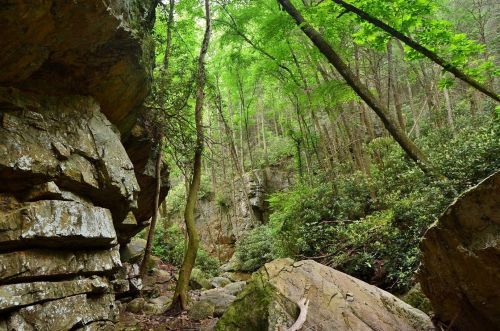 Lush green forest with tall trees and rocky terrain, creating a serene natural landscape.