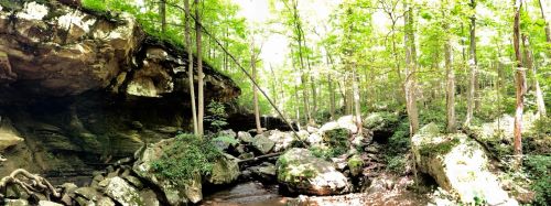 A serene forest scene with lush green trees, rocky terrain, and a gentle stream flowing through the landscape.