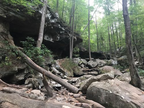 A rocky forest scene with large boulders, fallen trees, and dense greenery under a canopy of trees.