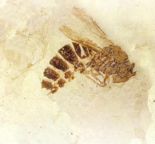 Fossilized insect embedded in pale stone, showcasing detailed features and preserved structure.