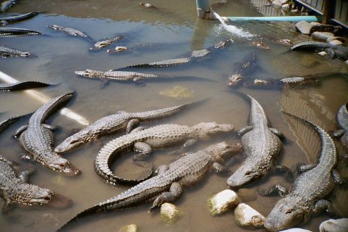 A group of crocodiles swimming in murky water, with some resting on the bottom and others near the surface.