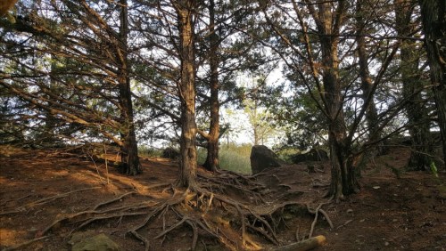 A serene forest scene with tall trees and exposed roots, dappled sunlight filtering through the branches.