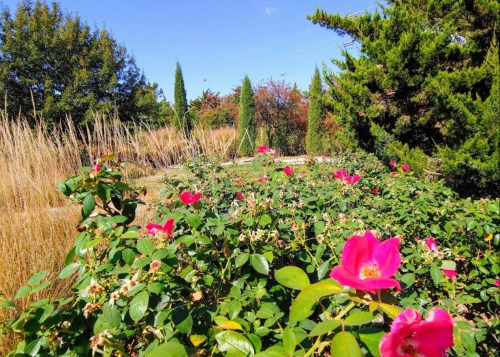 A vibrant garden scene featuring pink roses among green foliage and tall grasses under a clear blue sky.