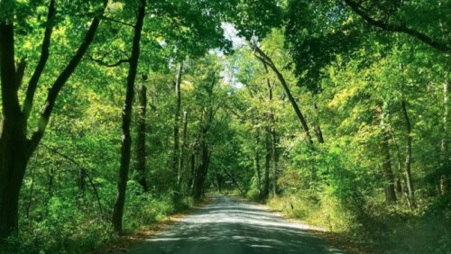 A serene, tree-lined road surrounded by lush green foliage and sunlight filtering through the leaves.