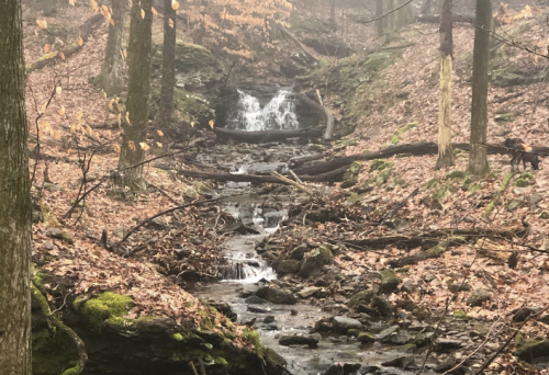 A serene forest scene with a small stream flowing over rocks, surrounded by trees and fallen leaves in a misty atmosphere.