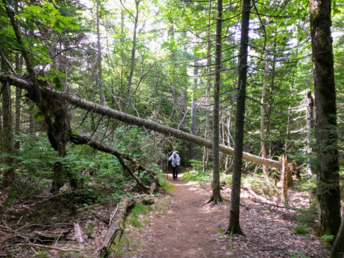 A person walking on a forest path surrounded by tall trees and fallen branches.