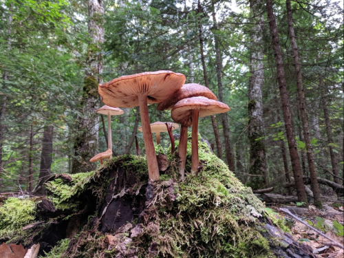 Mushrooms growing on a moss-covered log in a lush green forest.