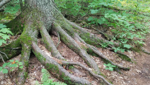 A close-up of a tree's moss-covered roots extending over the forest floor, surrounded by green foliage and leaves.