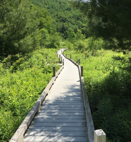 A wooden boardwalk winding through lush green vegetation and trees in a serene natural setting.