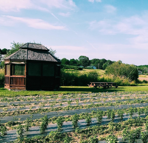 A wooden gazebo beside a picnic table, with rows of crops and green fields under a blue sky.