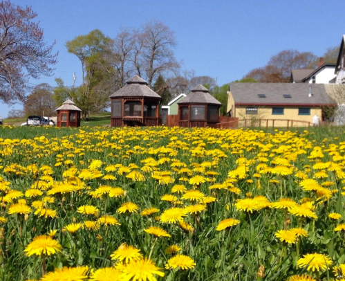 A field of yellow dandelions in front of wooden gazebos and a house under a clear blue sky.