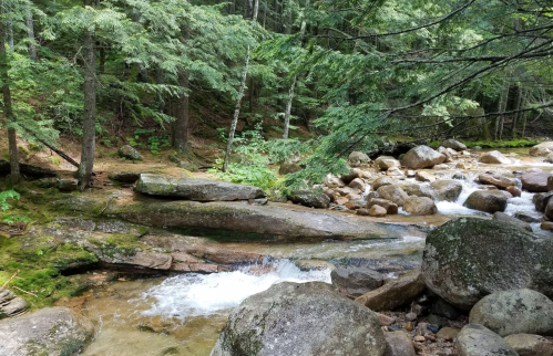 A serene forest scene featuring a flowing stream over rocks, surrounded by lush green trees and mossy ground.