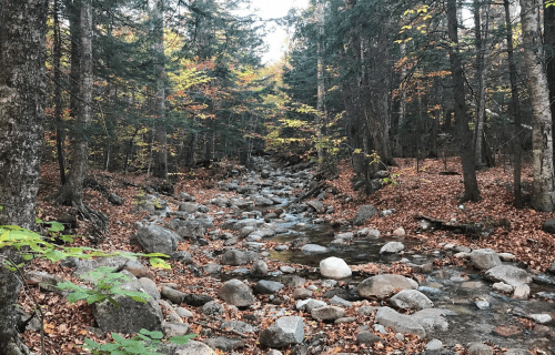 A serene forest scene with a rocky stream surrounded by trees and autumn foliage.
