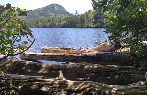 A serene lake surrounded by trees and mountains, with logs resting on the shore under bright sunlight.