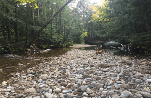 A dog walks along a rocky riverbank surrounded by trees in a serene forest setting.
