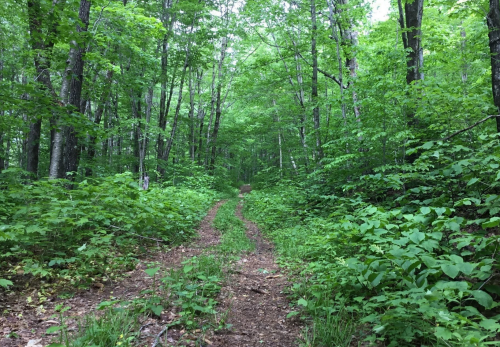 A narrow dirt path winds through a lush green forest filled with trees and underbrush.