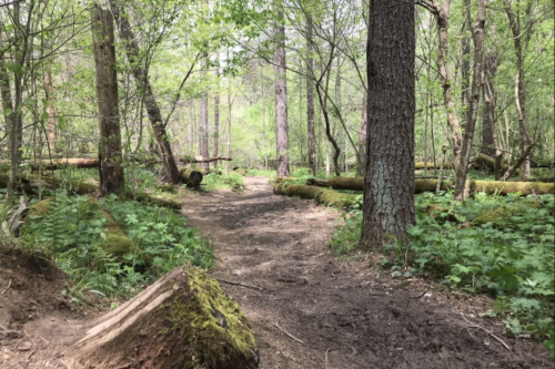 A winding dirt path through a lush green forest, surrounded by trees and ferns.
