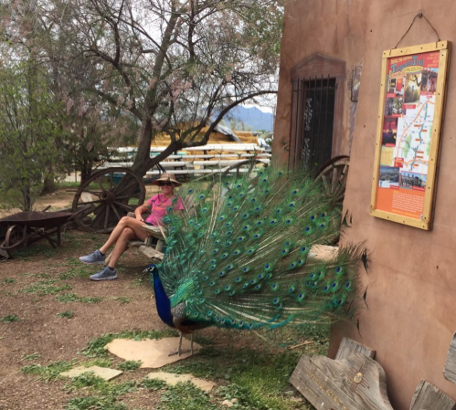 A peacock displays its vibrant feathers near a person sitting on a bench by a rustic building and a map.
