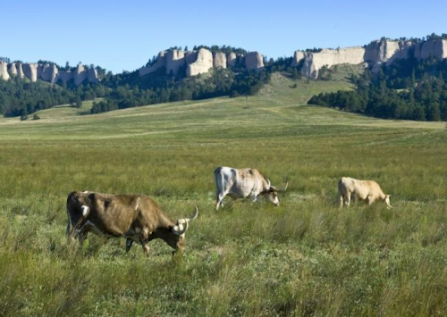 Cows grazing in a lush green field with rocky cliffs and trees in the background under a clear blue sky.