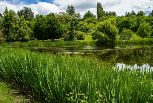 Lush green landscape with tall grass and trees surrounding a serene pond under a partly cloudy sky.