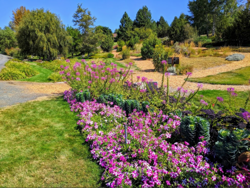 A vibrant garden path lined with colorful flowers and greenery under a clear blue sky.