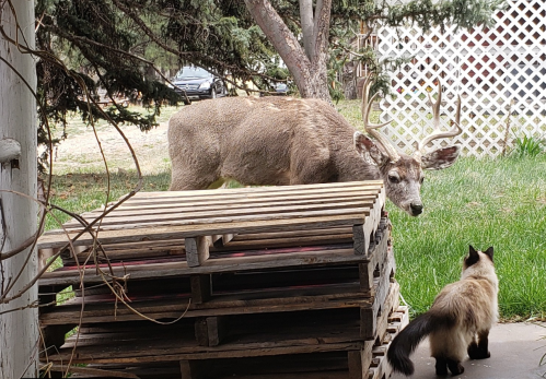 A deer stands near stacked wooden pallets, while a cat curiously observes from the foreground.