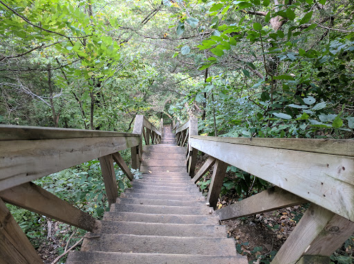A wooden staircase descends through a lush green forest, surrounded by trees and foliage.