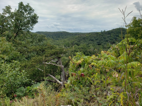 Lush green landscape with rolling hills and a cloudy sky, framed by trees and foliage in the foreground.
