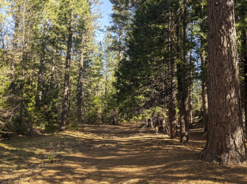 A sunlit forest path surrounded by tall trees and dappled sunlight on the ground.