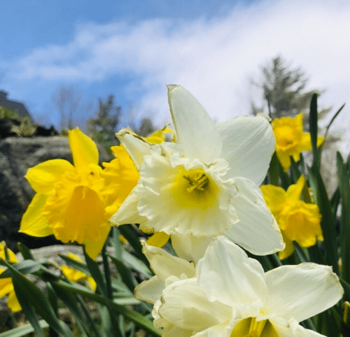 A close-up of white and yellow daffodils blooming against a blue sky and green foliage.